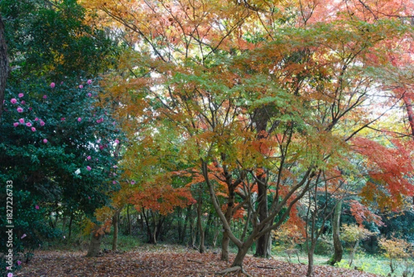 Obraz 兵庫県・三木市県立公園の秋、紅葉