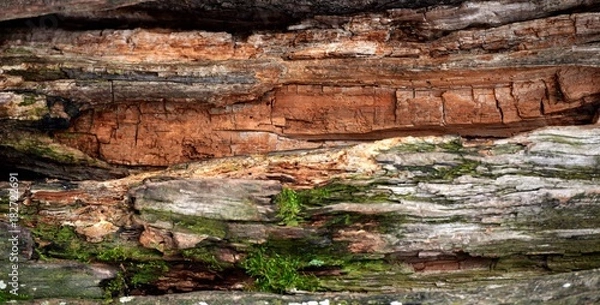 Fototapeta Bois...texture