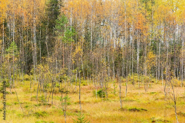 Obraz Autumn forest view by the swamp.