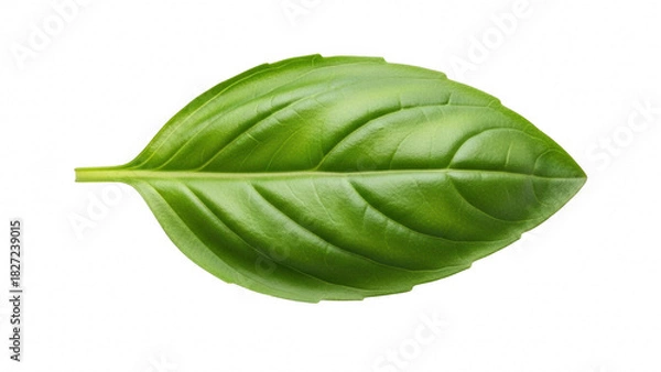Obraz Single fresh green basil leaf isolated on transparent background for culinary and herbal use