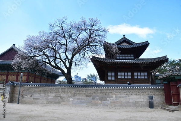 Obraz 살구 나무와 집