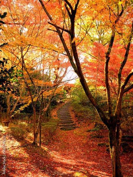 Fototapeta みごとな紅葉に包まれた山の中の雑木林の小径