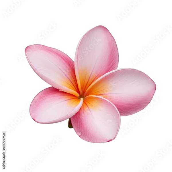 Obraz frangipani flower isolated on white