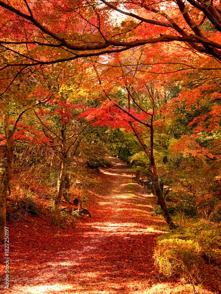 Obraz みごとな紅葉に包まれた山の中の雑木林の小径