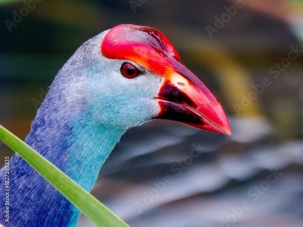 Fototapeta A Purple Swamphen head, showcasing contrast between its red frontal shield and bill, and the deep blue and slate-grey feathers of its head and neck at Bung Bua, Sam Roi Yot NP. Thailand