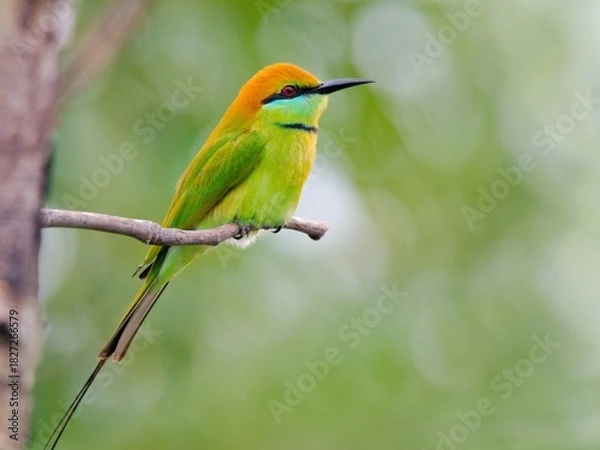 Fototapeta A Little Green Bee-eater resting on a dry branch against a soft green backdrop at Sam Roi Yot NP Thailand