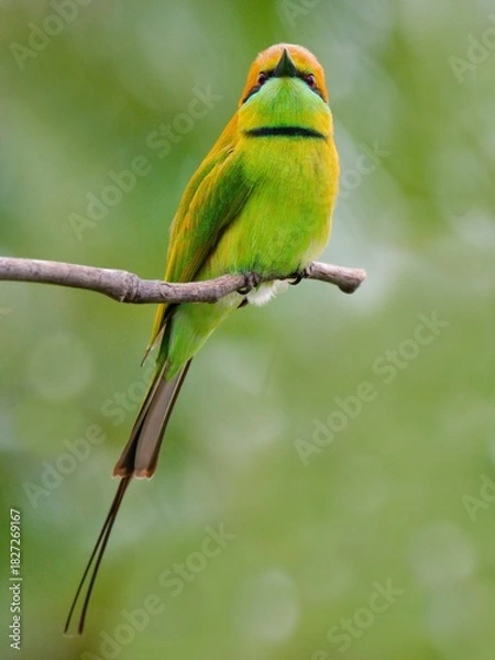 Fototapeta A Little Green Bee-eater resting on a dry branch against a soft green backdrop at Sam Roi Yot NP Thailand