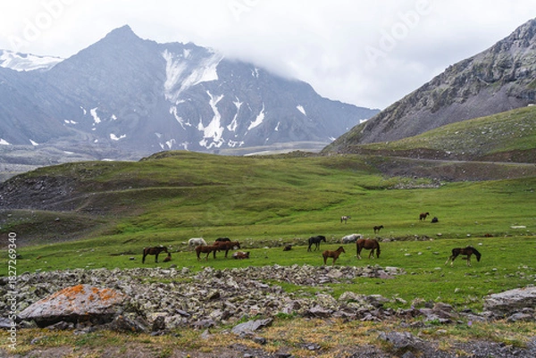 Obraz cows in the mountains