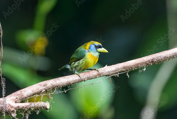 Fototapeta Red headed barbet perched in the rain