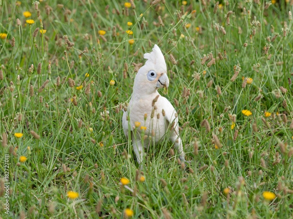 Fototapeta Little Corella (Cacatua sanguinea)  up close foraging in long grass with yellow daisies.