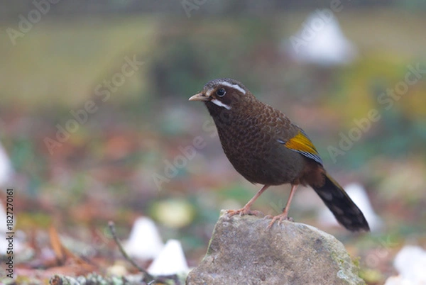 Obraz White Whiskered Laughingthrush looking for worms