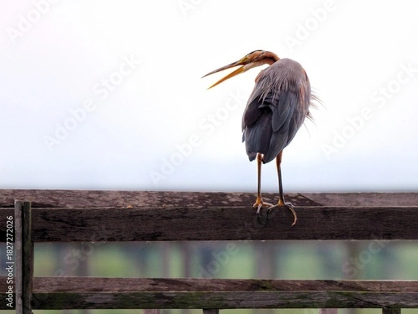 Fototapeta A Purple Heron standing tall on a wooden fence rail and calling. The bird's long legs and neck are prominent, and its large beak is wide open at Bung Bua Sam Roi Yot NP Thailand