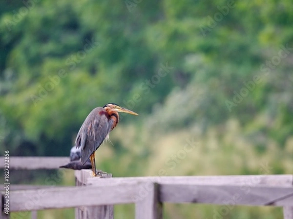 Fototapeta A Purple Heron perched serenely on a wooden rail. The image features the bird's rich purple and rusty plumage details in contrast with green background at Bung Bua Thailand