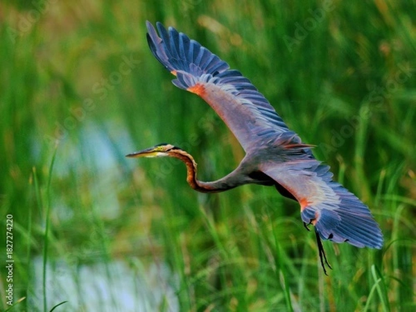 Fototapeta a Purple Heron in flight soaring above the tall marsh grass. The purple and slate-grey tones of its wings are clearly visible at Sam Roi Yot NP Thailand