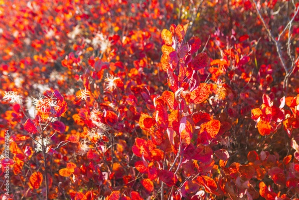 Obraz Vivid tangle of red and orange leaves glows in warm autumn sunlight. Fluffy white seed heads peek through dense foliage adding soft contrast. Scene captures richness and texture of seasonal change