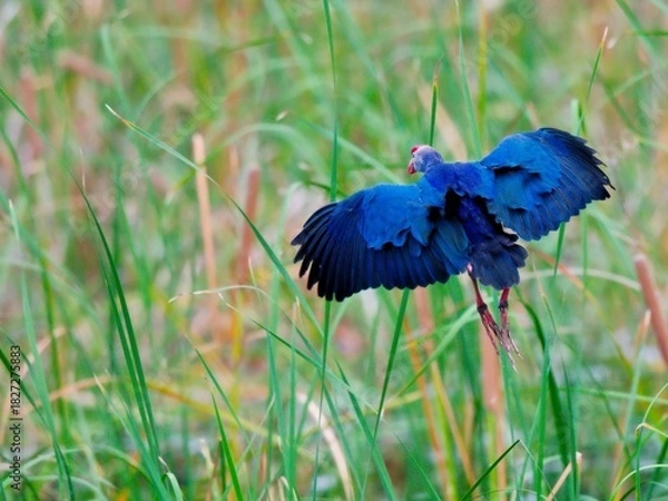 Fototapeta A Purple Swamphen in mid-flight over a green marsh. The image captures the broad expanse of its deep blue wings and its long red legs and feet at Bung Bua Thailand