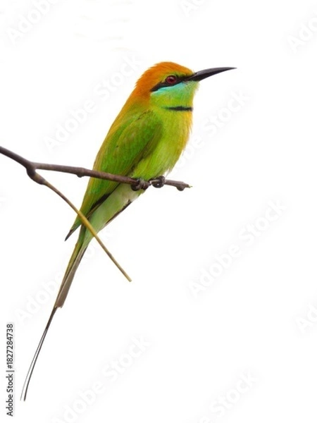 Fototapeta A Little Green Bee-eater perched on a branch with a white background. Capturing a moment of stillness in its natural habitat at Bung Bua, Sam Roi Yot NP Thailand