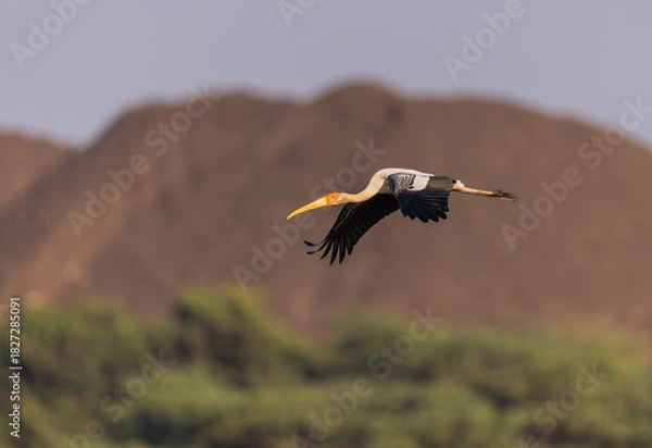 Obraz Painted Stork gracefully flying overhead during sunset