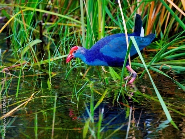 Fototapeta A Purple Swamphen resting near green aquatic reeds. The bird's glossy deep blue-purple body, red frontal shield, and prominent pinkish-red legs are reflected in the tranquil water at Bung Bua, Sam Roi
