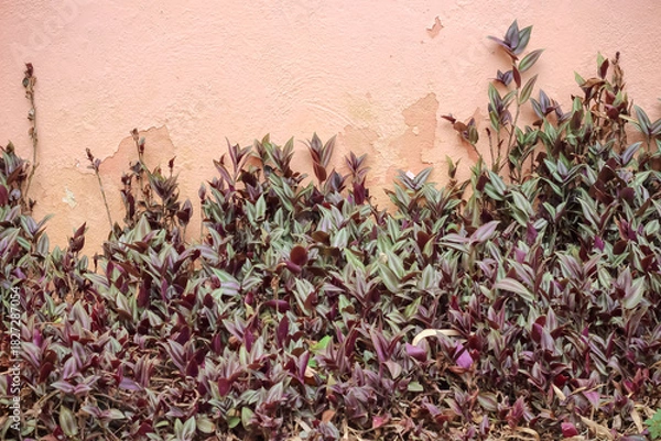 Obraz Colorful purple tradescantia zebrinahort field on old concrete wall  background