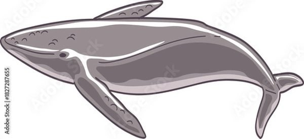 Obraz Illustration of a Gray Whale