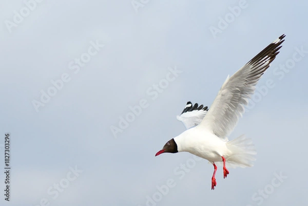Fototapeta seagull in flight