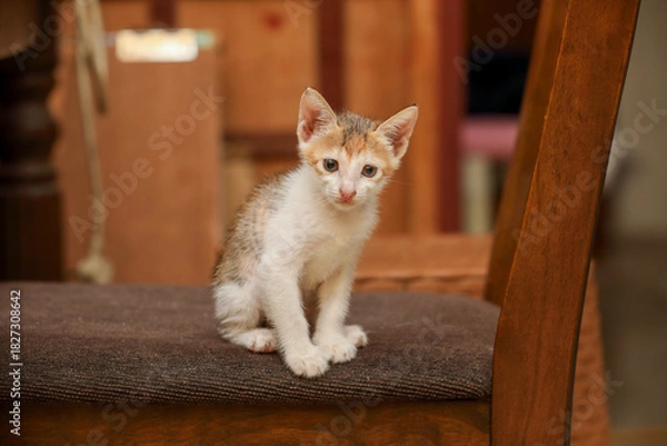 Obraz little kitten posing to camera	
