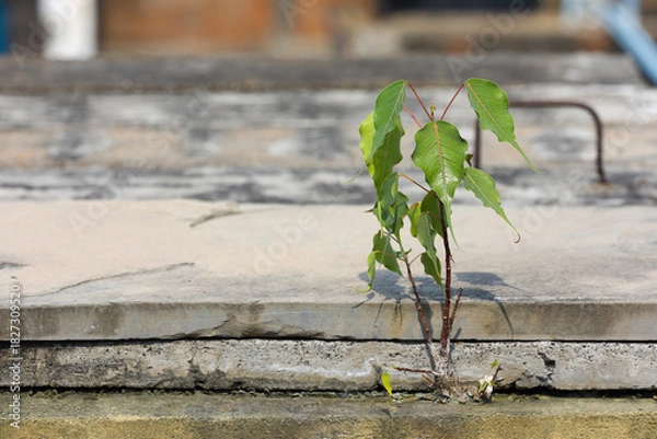 Obraz Small pippala or peepal plant germinating from the concrete wall 