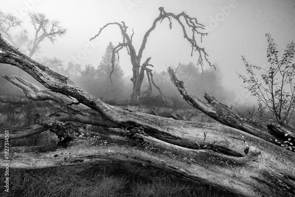 Fototapeta dramatic black and white image of a tree in the fog with fallen trees in foreground, spooky high contrast dark gothic.