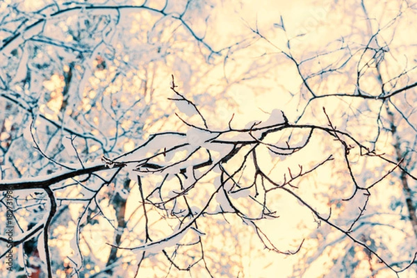 Fototapeta Winter forest in snow and ice