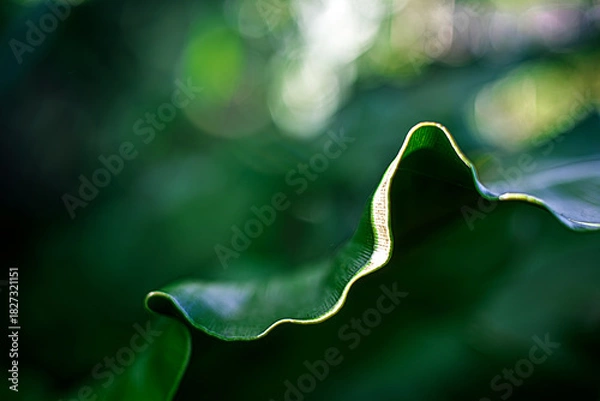 Fototapeta ESG Natural Texture Background Eco-Inspired Organic Surface Green Energy Concept Curve Sustainable Nature Abstract Clean Future in Green Tones