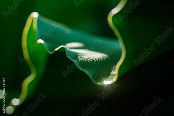 Obraz ESG in Nature: Light on a Living Leaf Sustainable Glow: Nature’s Clean Energy Green Harmony: ESG Reflections in Nature Nature’s ESG Light Eco Commitment: Light on Green Texture