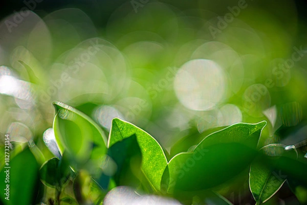 Fototapeta Sustainable Bloom The Essence of Green Vision Pure Green Impact Commitment to a Better Planet Emerald Renewal The Cycle of Responsible Living Bright Leaf Promise ESG Values in Nature’s Light