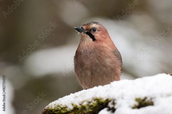 Obraz Portrait of the Eurasian jay in  the winter forest