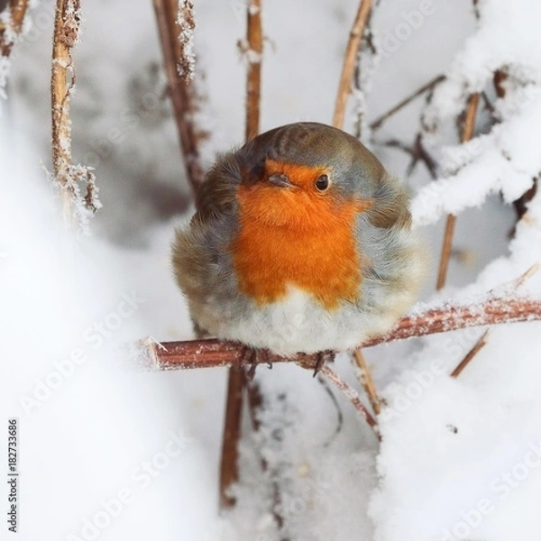 Obraz The European robin (Erithacus rubecula) on a winter day