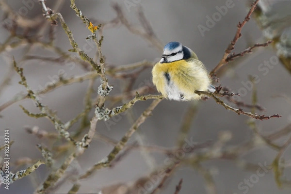 Obraz The Blue Tit on a branch on a cold winter day