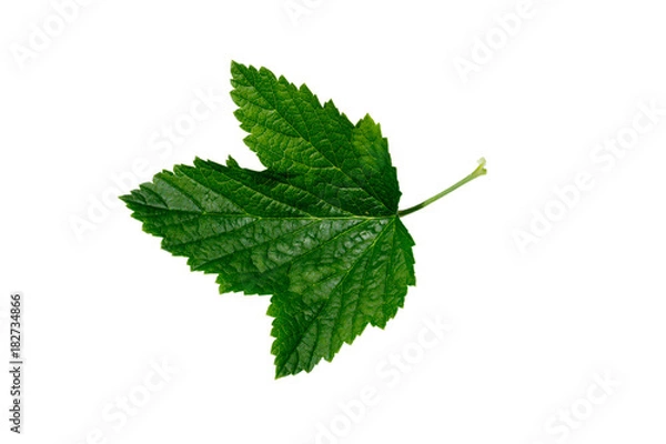 Obraz Currant leaf