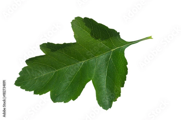 Obraz tree leaf