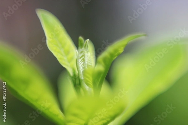 Obraz Bright green leaf tips growing. Macro shot.
