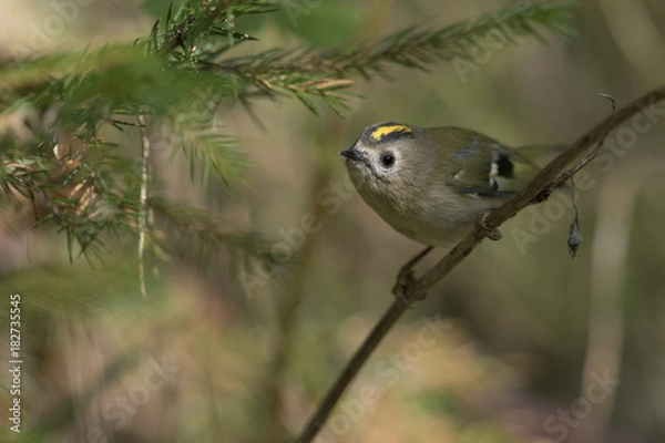 Obraz The goldcrest (Regulus regulus) on a branch