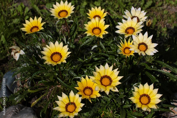 Obraz Gazania blossom