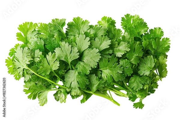 Fototapeta Ground coriander scattered loosely showcasing fine texture and earthy color with a transparent background.