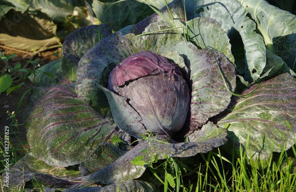 Obraz Red cabbage in the garden