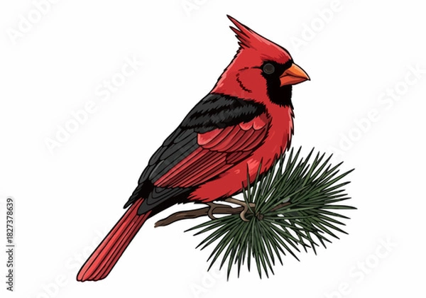 Fototapeta Vibrant red cardinal bird perched on pine branch vector illustration christmas holiday season design element