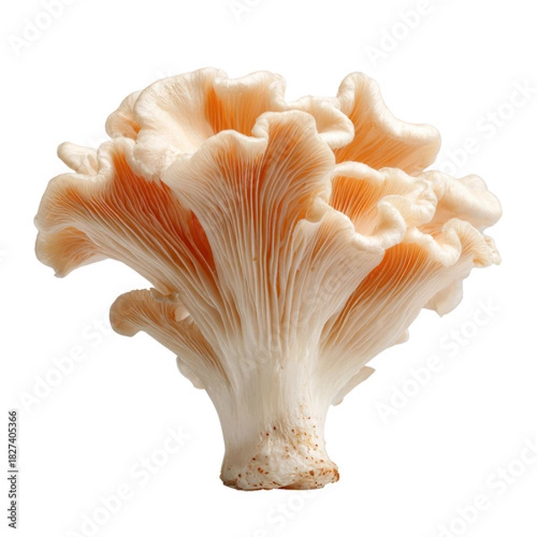 Fototapeta Delicate pale pink oyster mushroom with ruffled edges and visible gills white, Cut Out, Isolated On White Background, Png Transparent