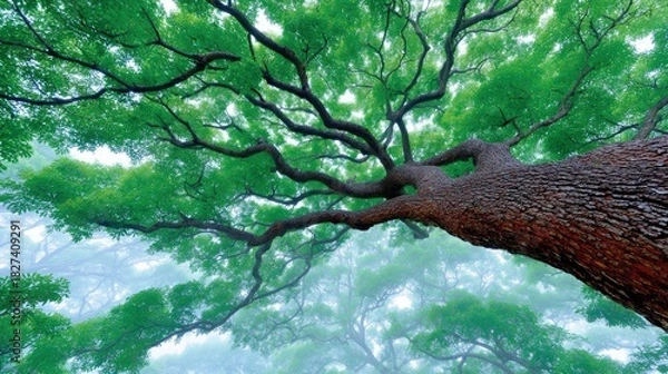 Fototapeta Low angle view of a large tree with green leaves and thick branches, creating a canopy. The image captures the beauty of nature and the forest.