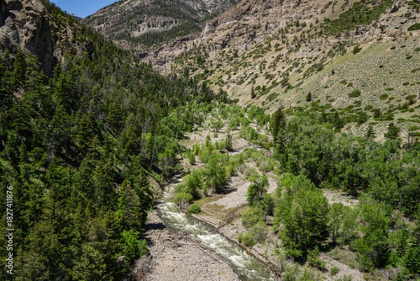 Obraz Forest Trees in the Mountain Valley with Stream