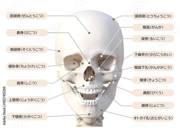 Obraz 頭蓋骨 頭の骨の構造 図解 3Dイラスト 顔アップ正面