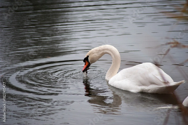 Obraz Swan is on the pond