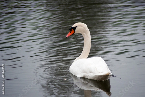 Obraz Swan is on the pond